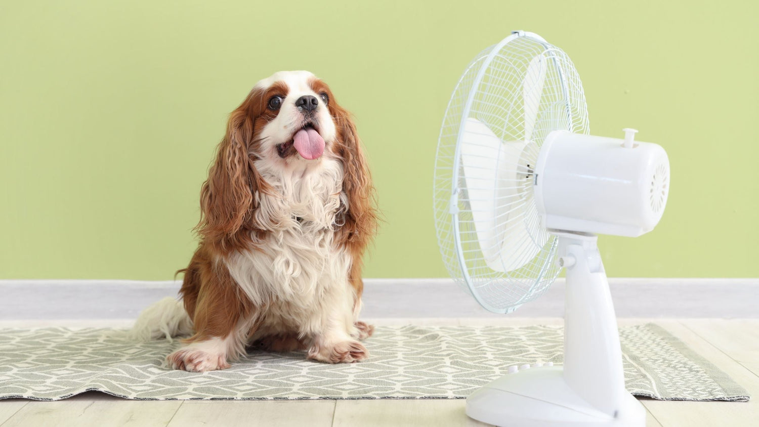 8 Tipps, wie dein Hund im Sommer cool bleibt