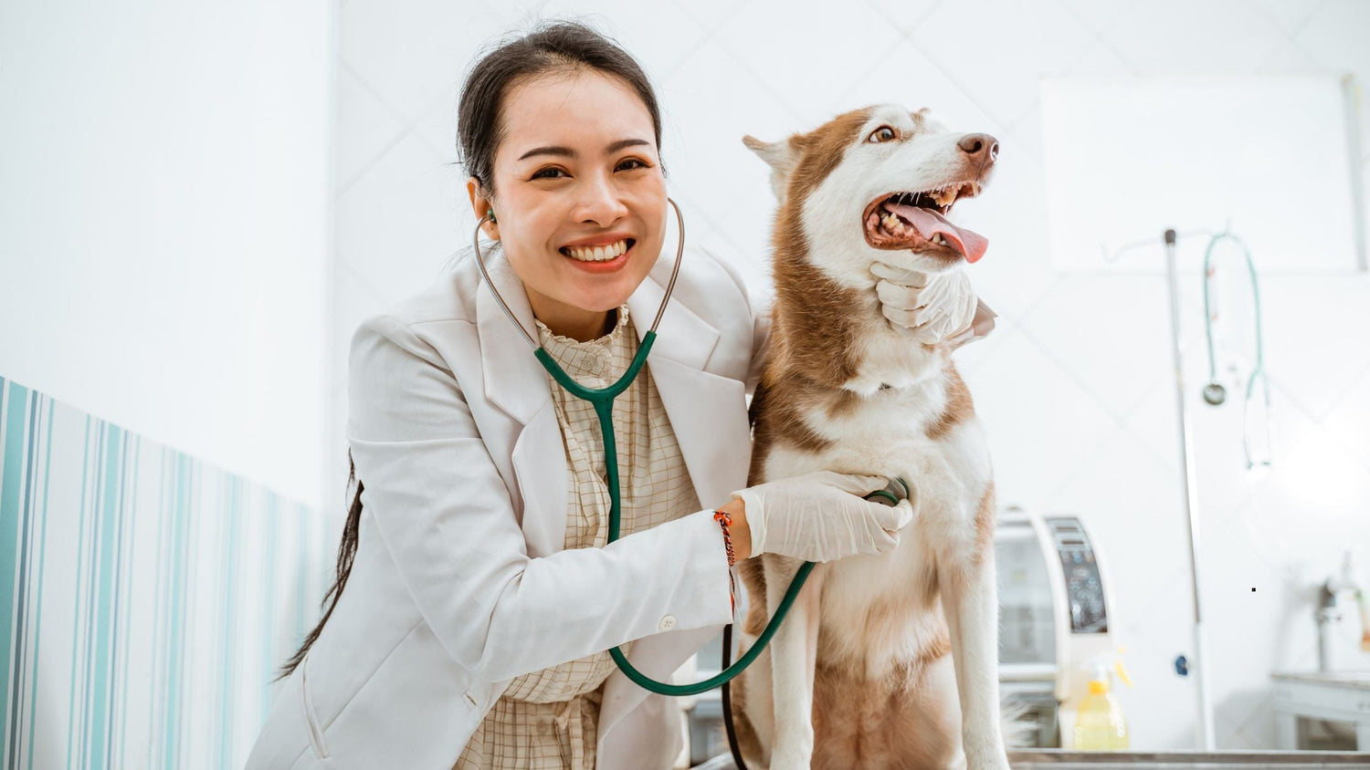 immunsystem stärken hund
