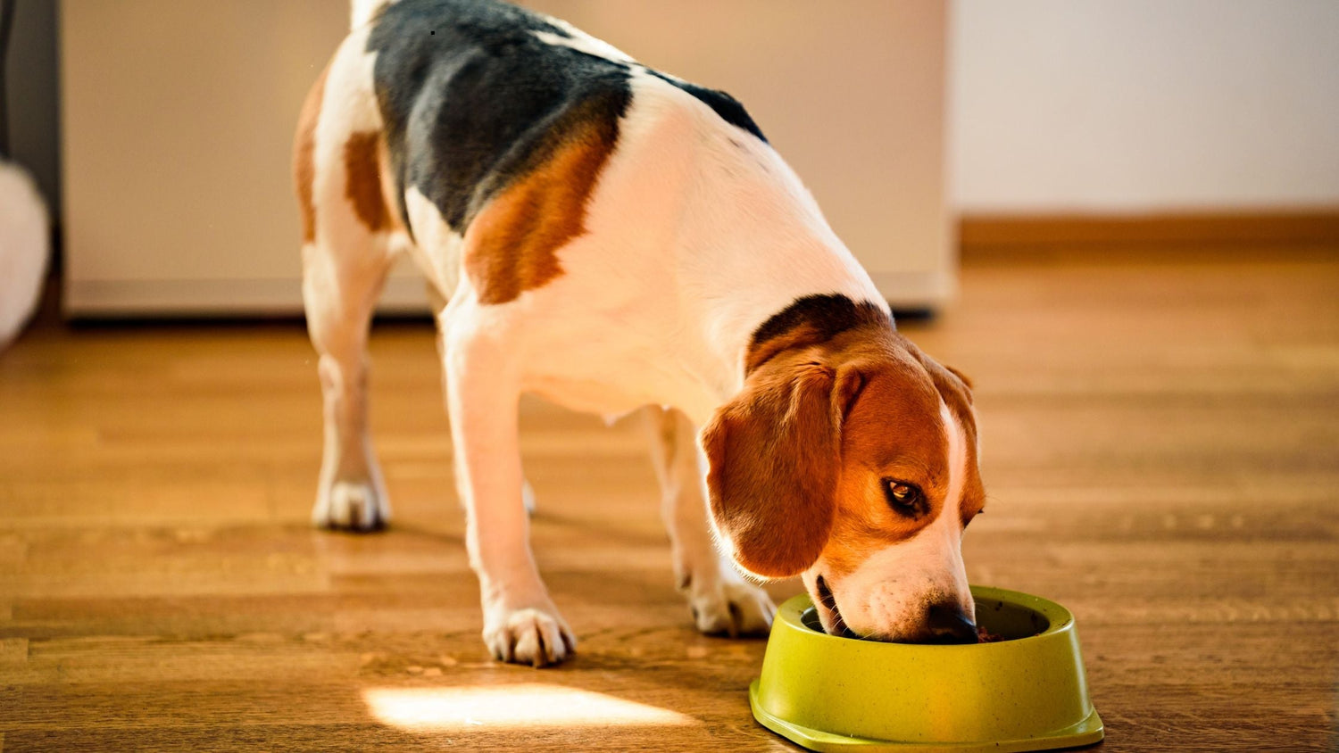 welches nassfutter für hunde