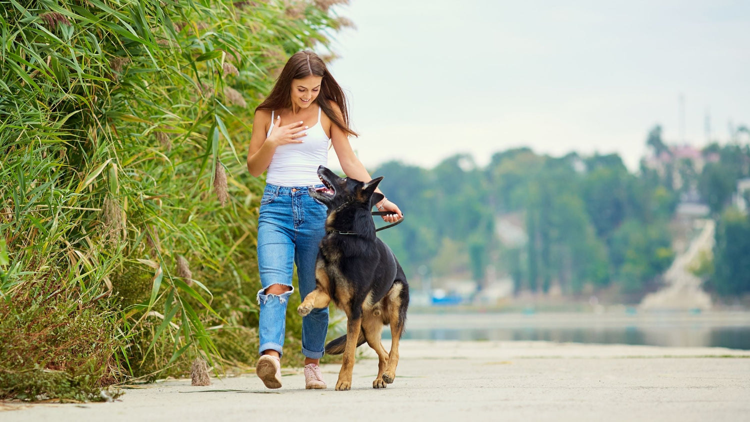 wie oft mit hund gassi gehen