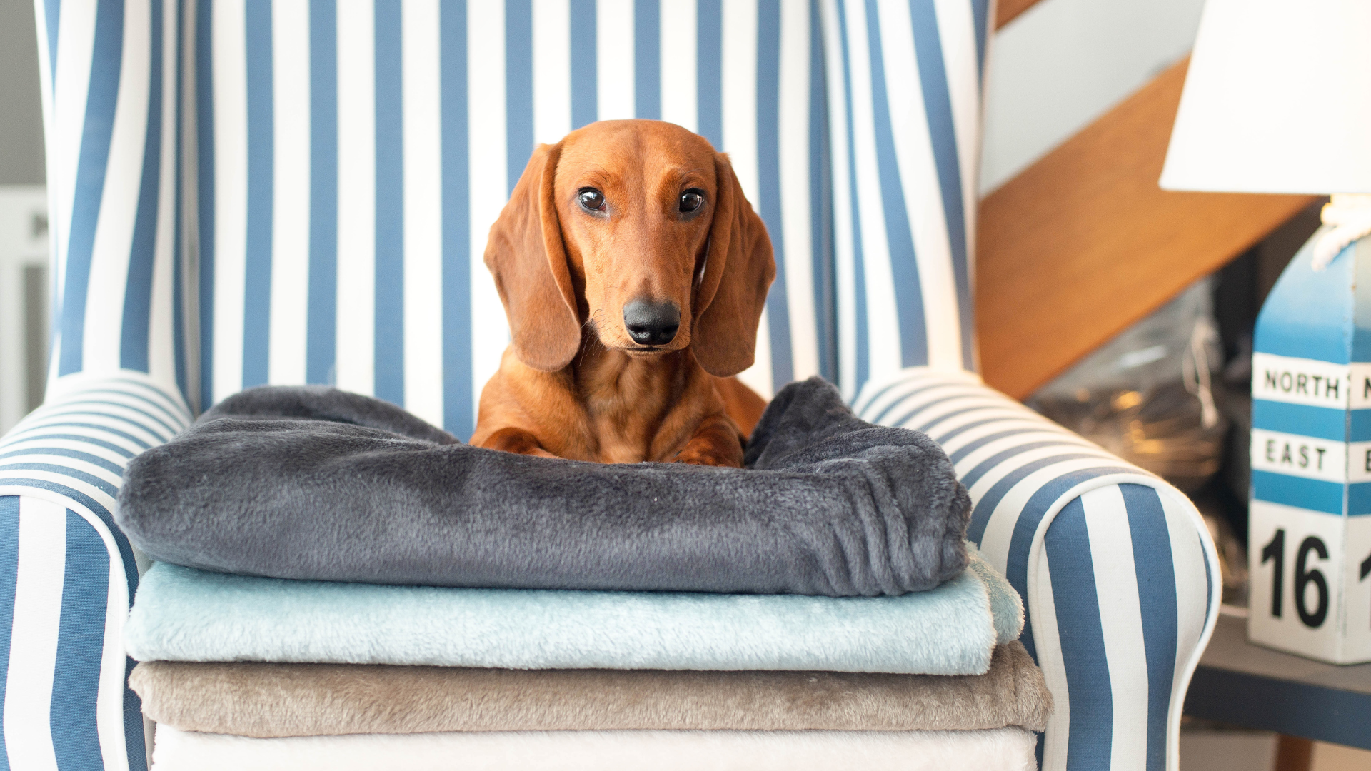 Traumhund® Med Kollektion