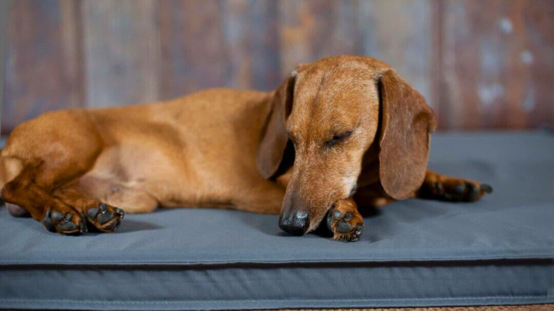 Orthopädisches Hundebett Waschbar – Weich, Rutschfest, Mit Erhöhten Seiten Für Große & Kleine Hunde