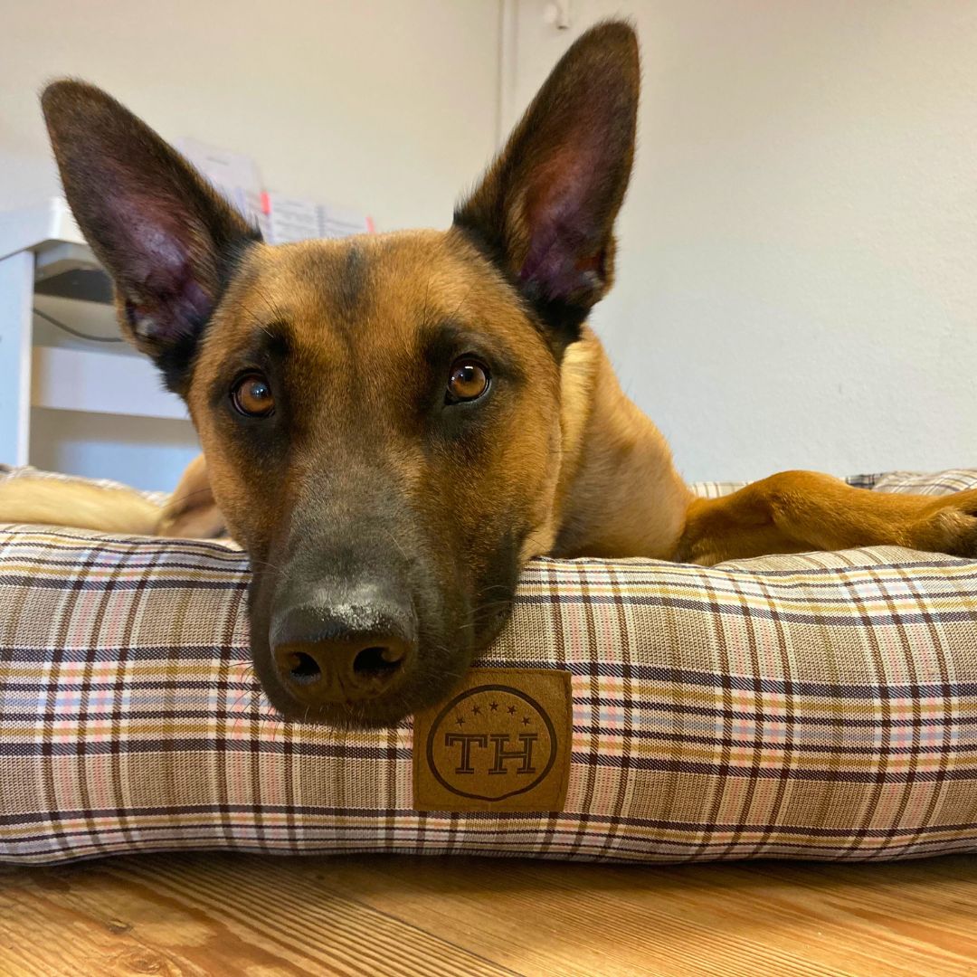 Orthopädisches Hundebett - Cottage