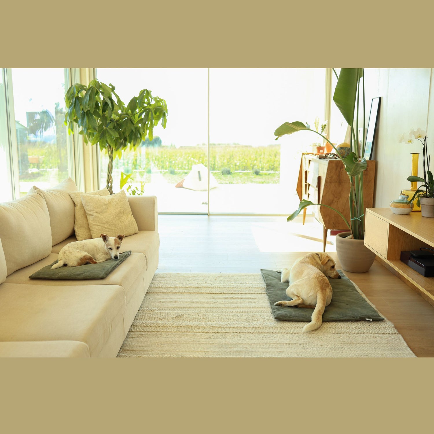 Traumhund® Med Hundekissen