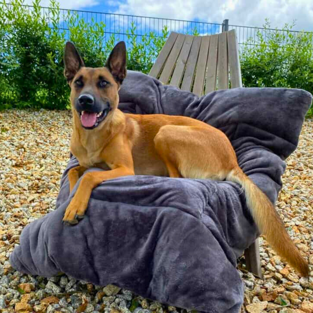 Bettenhaus Traumhund Hundedecken Adventure mit Kuschelfeeling Anthrazit 1