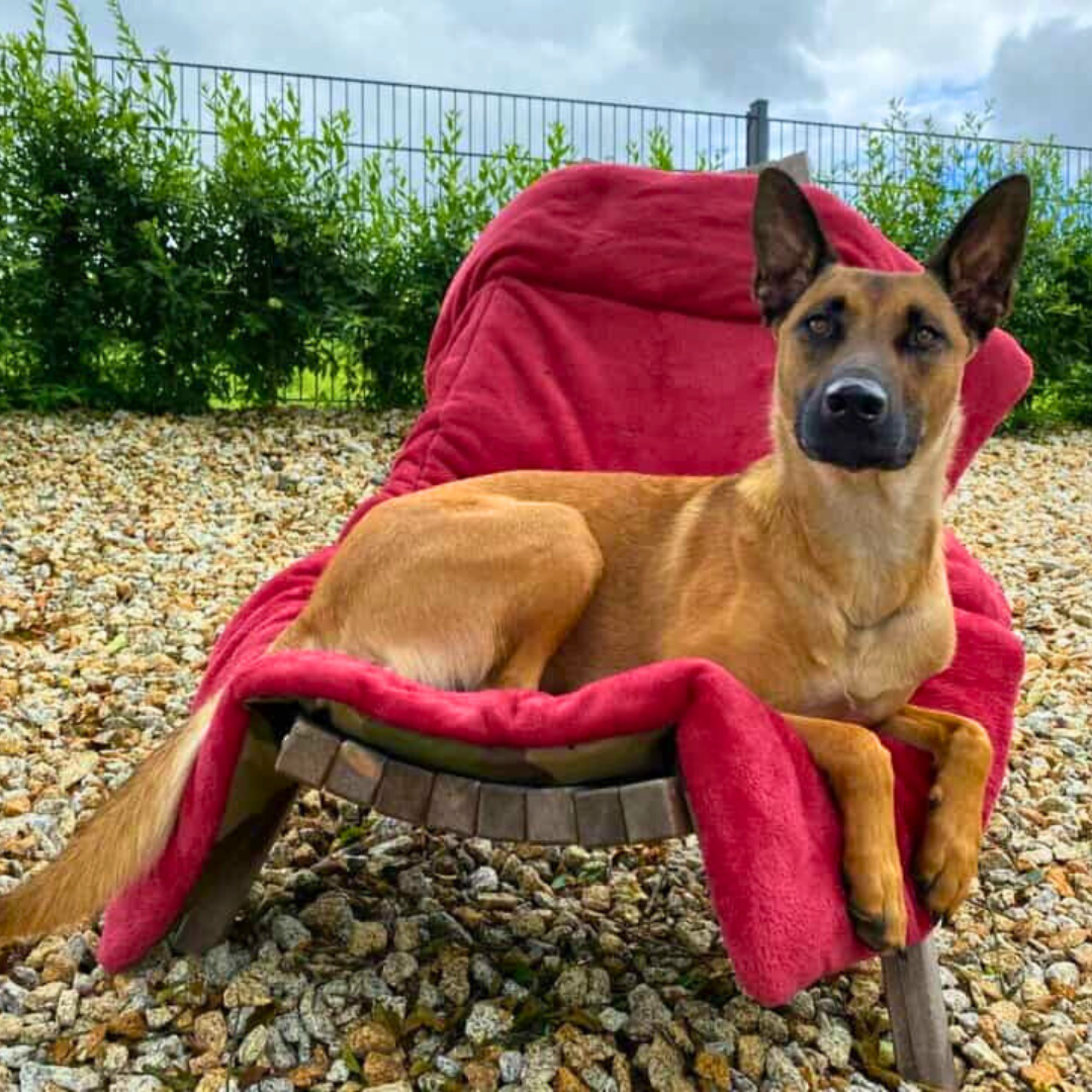 Bettenhaus Traumhund Hundedecken Adventure mit Kuschelfeeling Rot 1