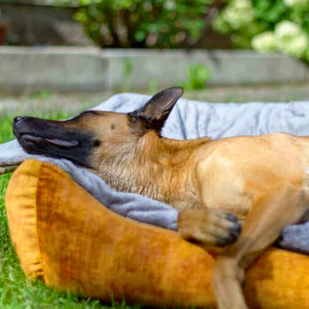 Bettenhaus Traumhund Hundedecken Adventure mit Kuschelfeeling Silbergrau 1
