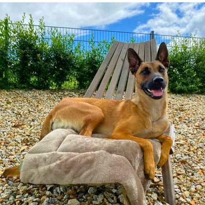 Bettenhaus Traumhund Hundedecken Adventure mit Kuschelfeeling Taupe 2