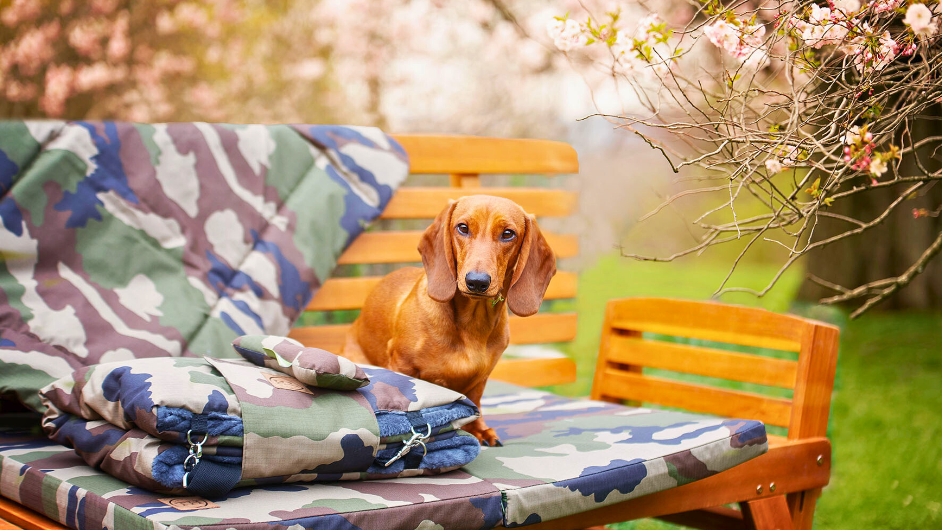 Bettenhaus Traumhund Orthopädische Hundeschlafplätze Kollektionsbild für die Adventure Kollekion, Dackel sitzt auf einer Adventure Hundematte