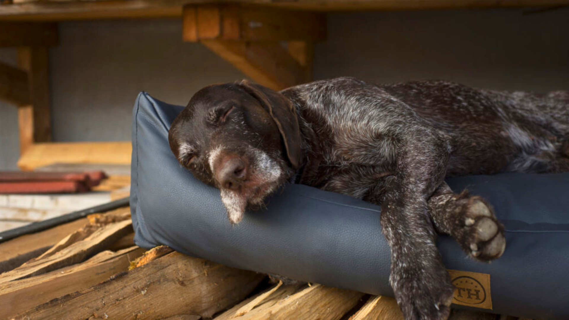 Bettenhaus Traumhund Orthopädische Hundeschlafplätze Kollektionsbild für Jagdlicher Leder Kollektion, älterer Hund schläft entspannt auf einem Hundebett von der Jagdlich Leder Kollektion