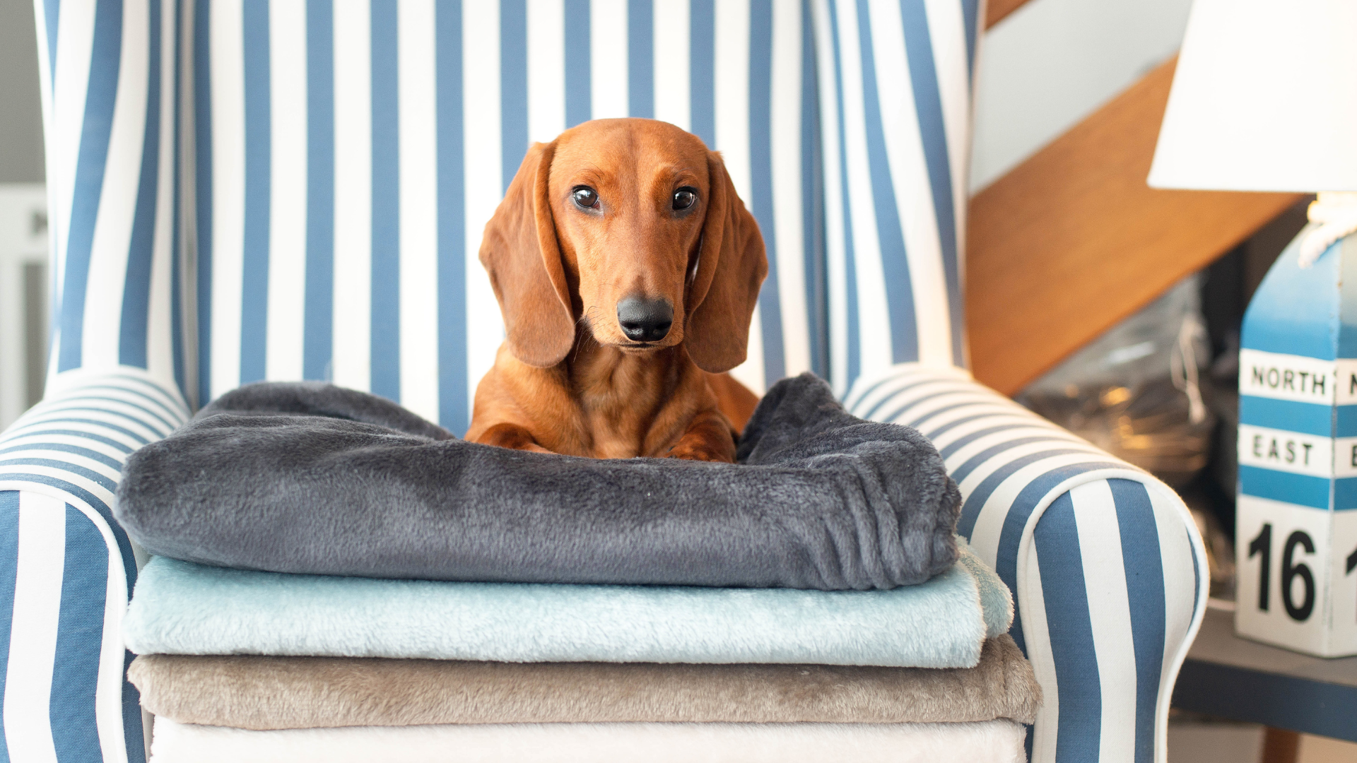 Bettenhaus Traumhund Orthopädische Hundeschlafplätze Kollektionsbild für Traumhund Med, Dackel liegt auf mehreren Hundedecken