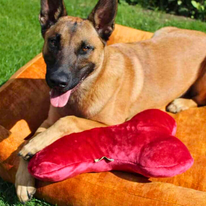 Bettenhaus Traumhund Kopfkissen für Vierbeiner Rot Bild mit Hund