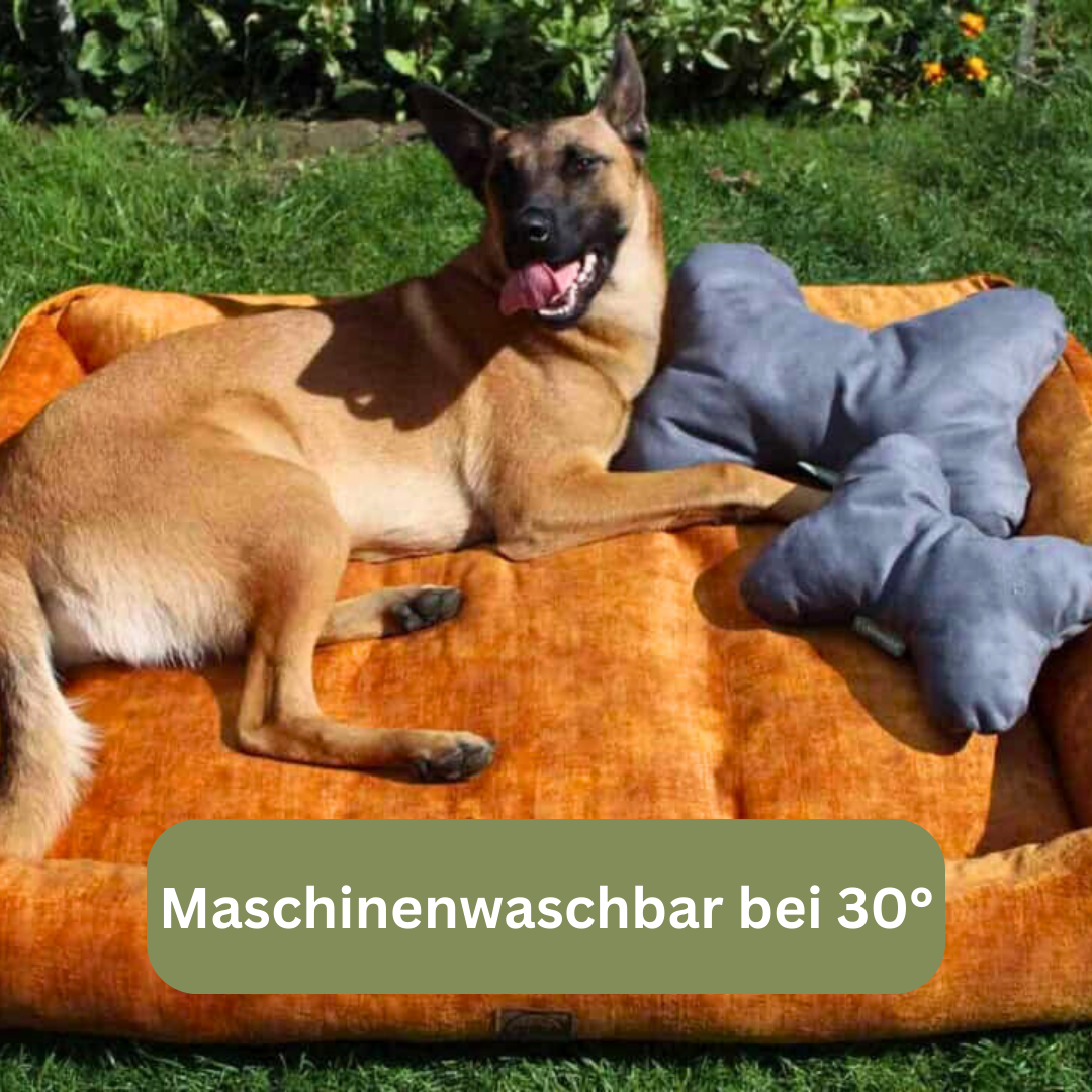 Bettenhaus Traumhund Kopfkissen für Vierbeiner Schiefer Bild mit Hund