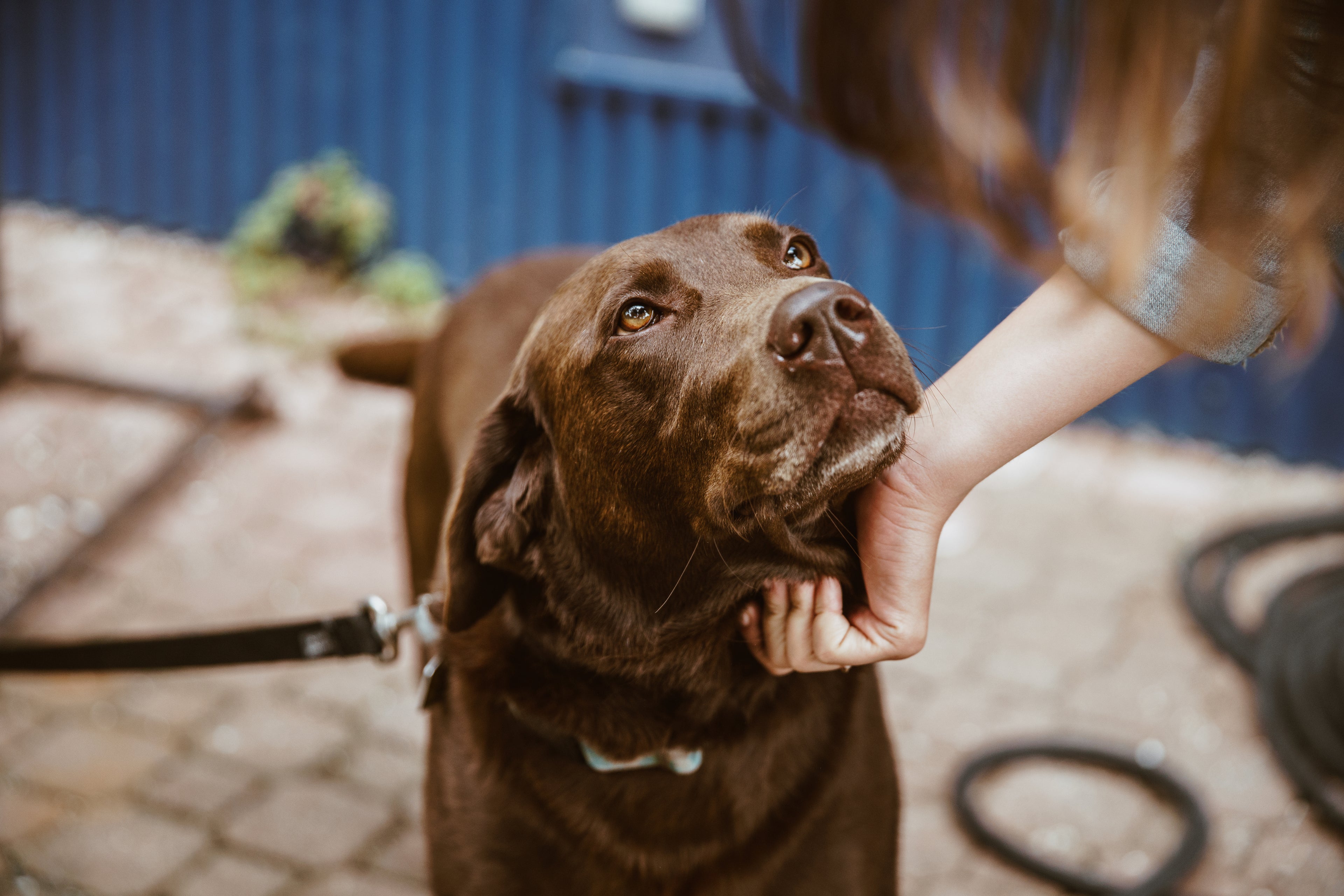 Bettenhaus Traumhund Labrador schaut in die Kamera