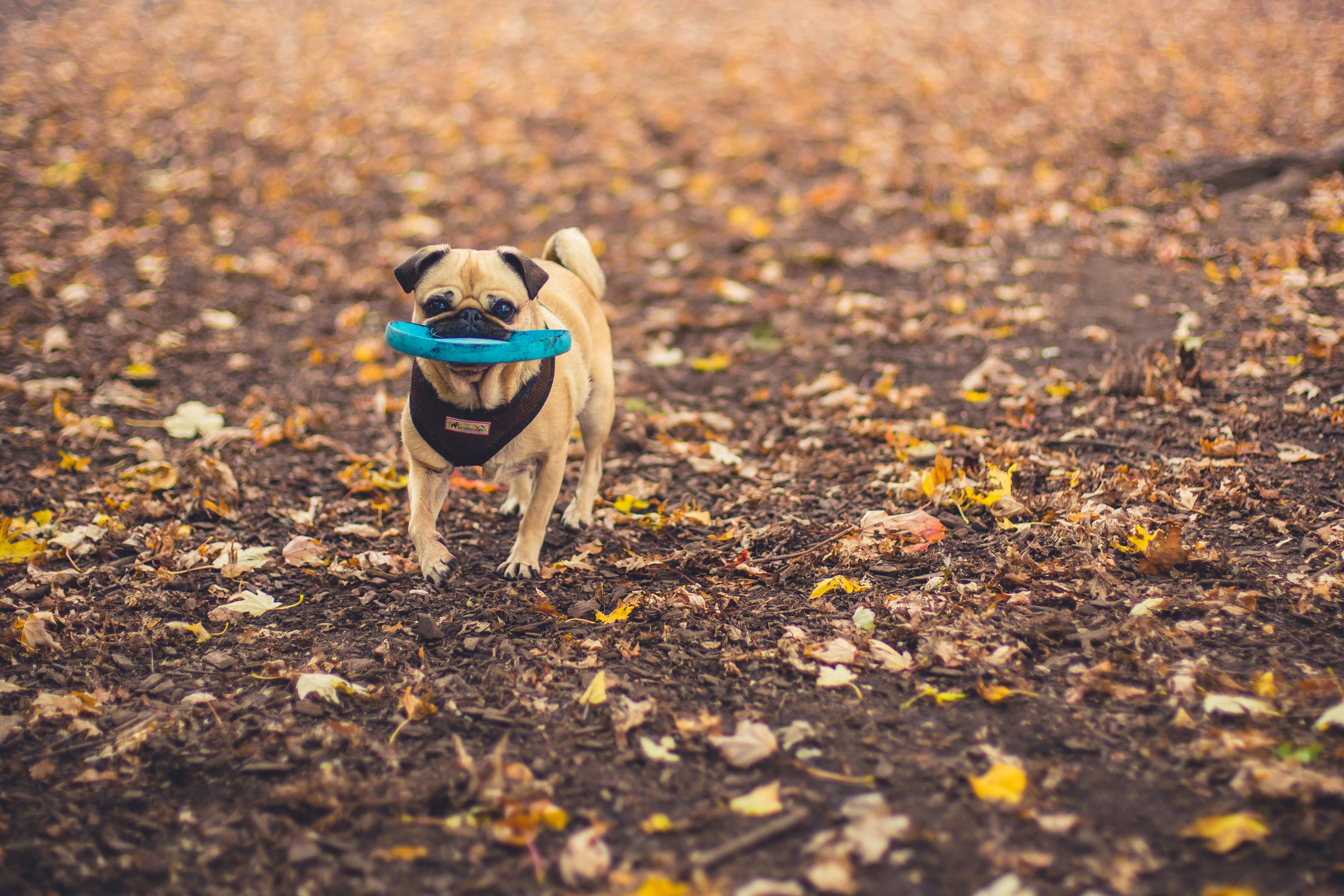 Bettenhaus Traumhund Orthopädische Hundeschlafplätze, Mops trägt ein Frisbee in einer herbstlichen Gegend