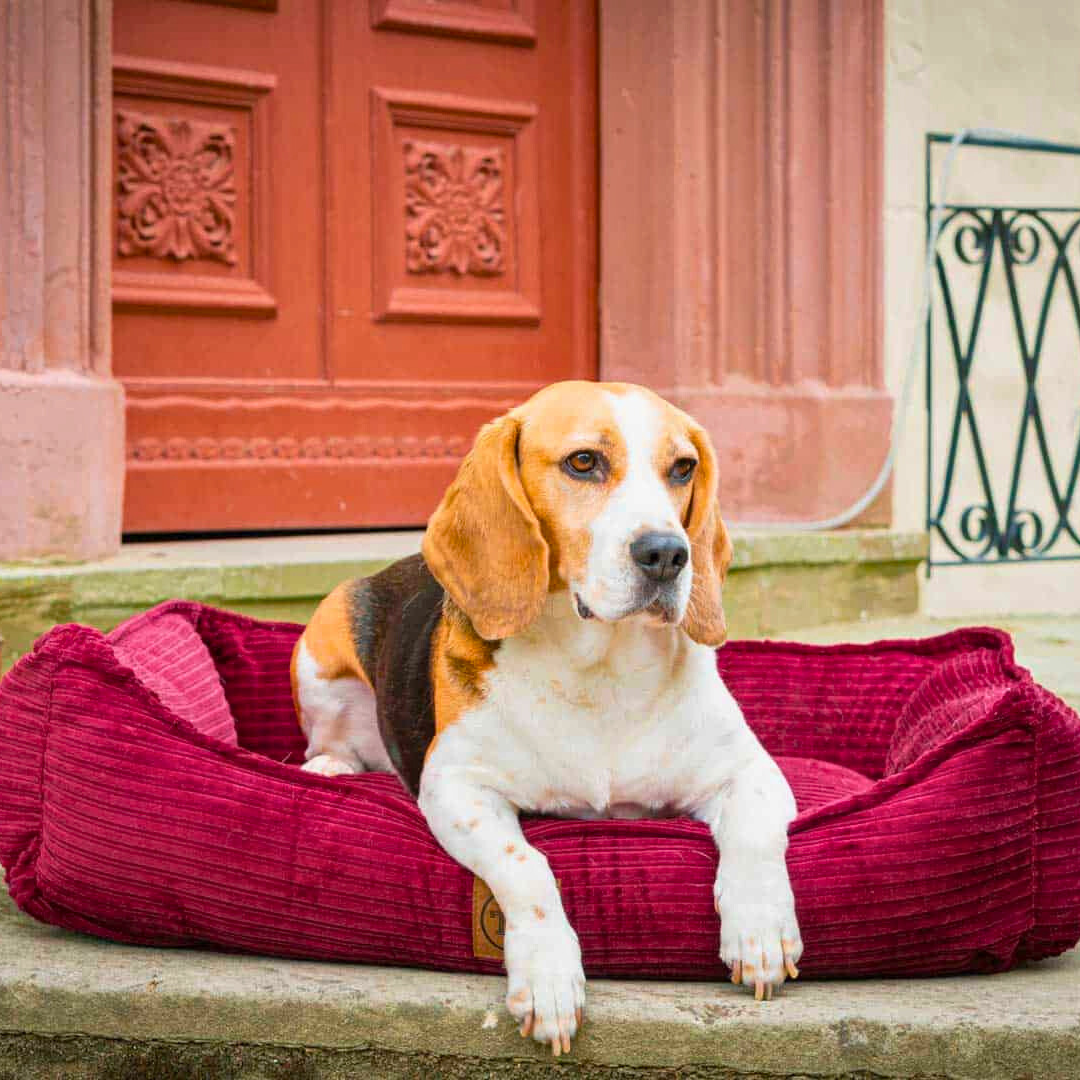 Bettenhaus Traumhund Orthopaedische Hundebetten Boheme-Bio-Kabelcord Bordeaux