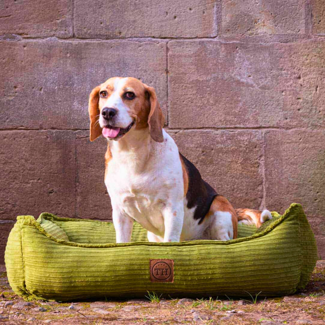 Bettenhaus Traumhund Orthopaedische Hundebetten Boheme-Bio-Kabelcord Grasgrün
