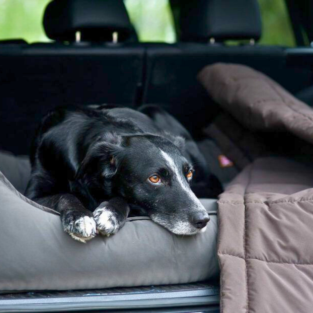 Bettenhaus Traumhund Orthopädisches Hundebett Sealand Mouse