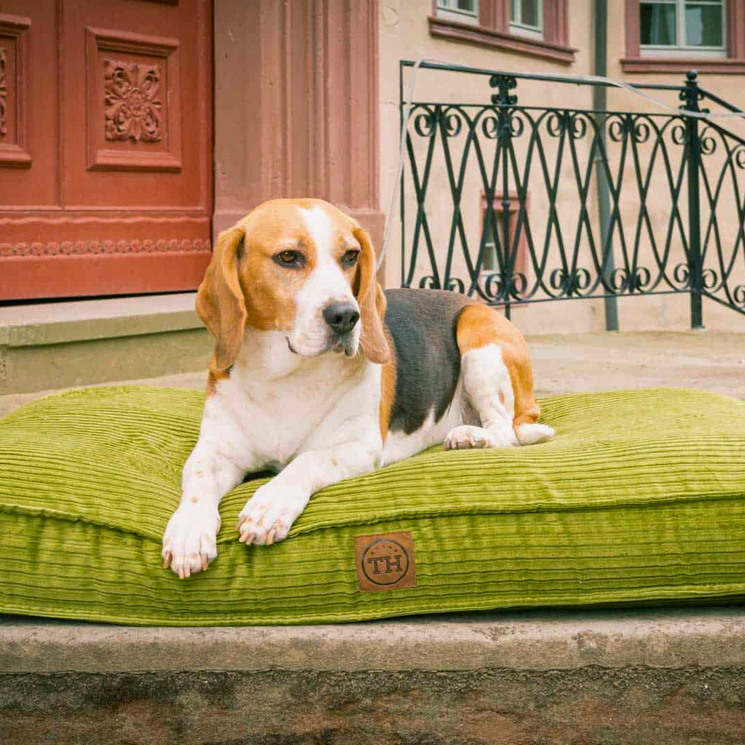 Bettenhaus Traumhund Orthopaedische Hundekissen Boheme-Bio-Kabelcord Grasgrün
