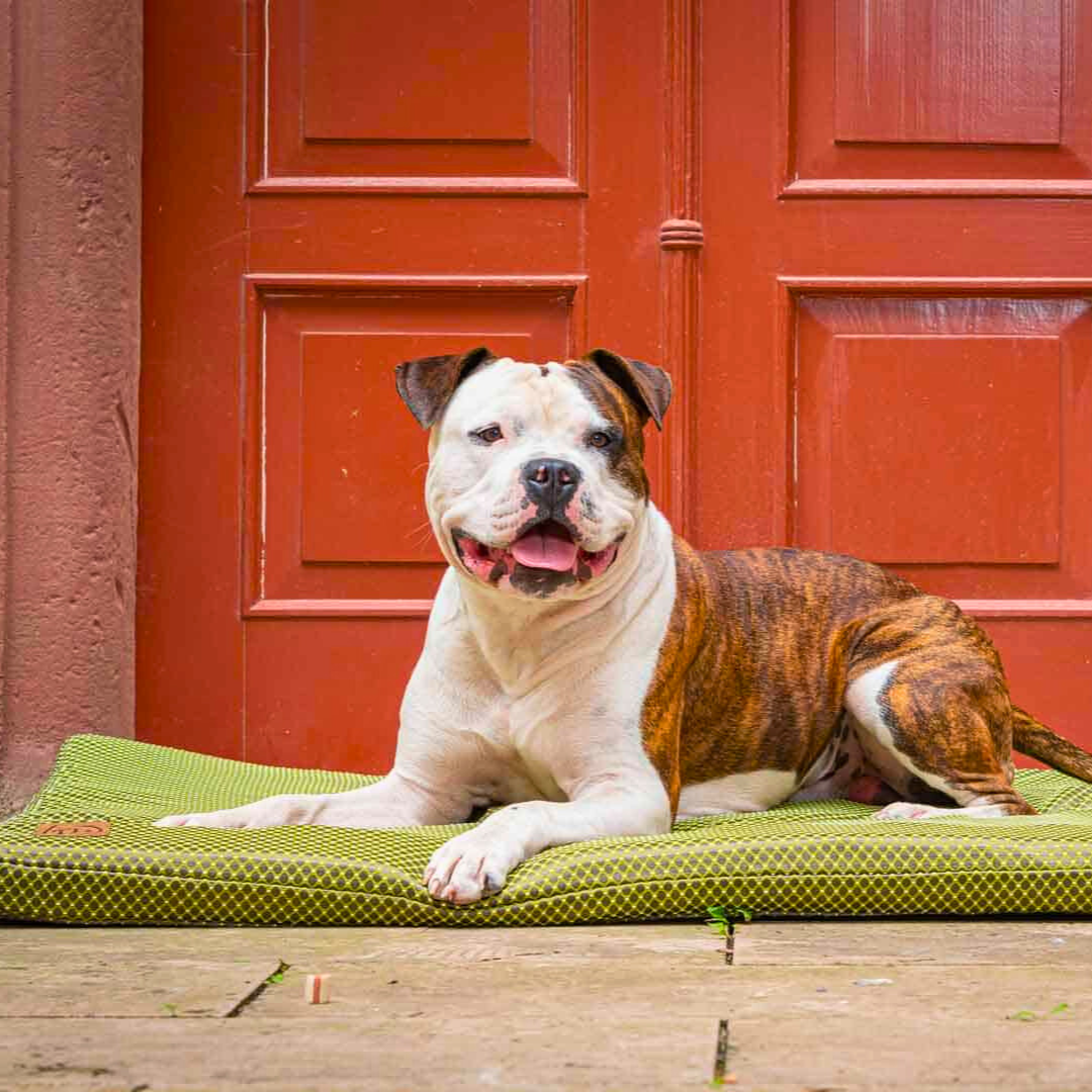 Orthopädische Hundematte CARA - Grün - Bild mit Hund