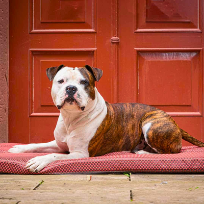 Orthopädische Hundematte CARA - Rot - Bild mit Hund