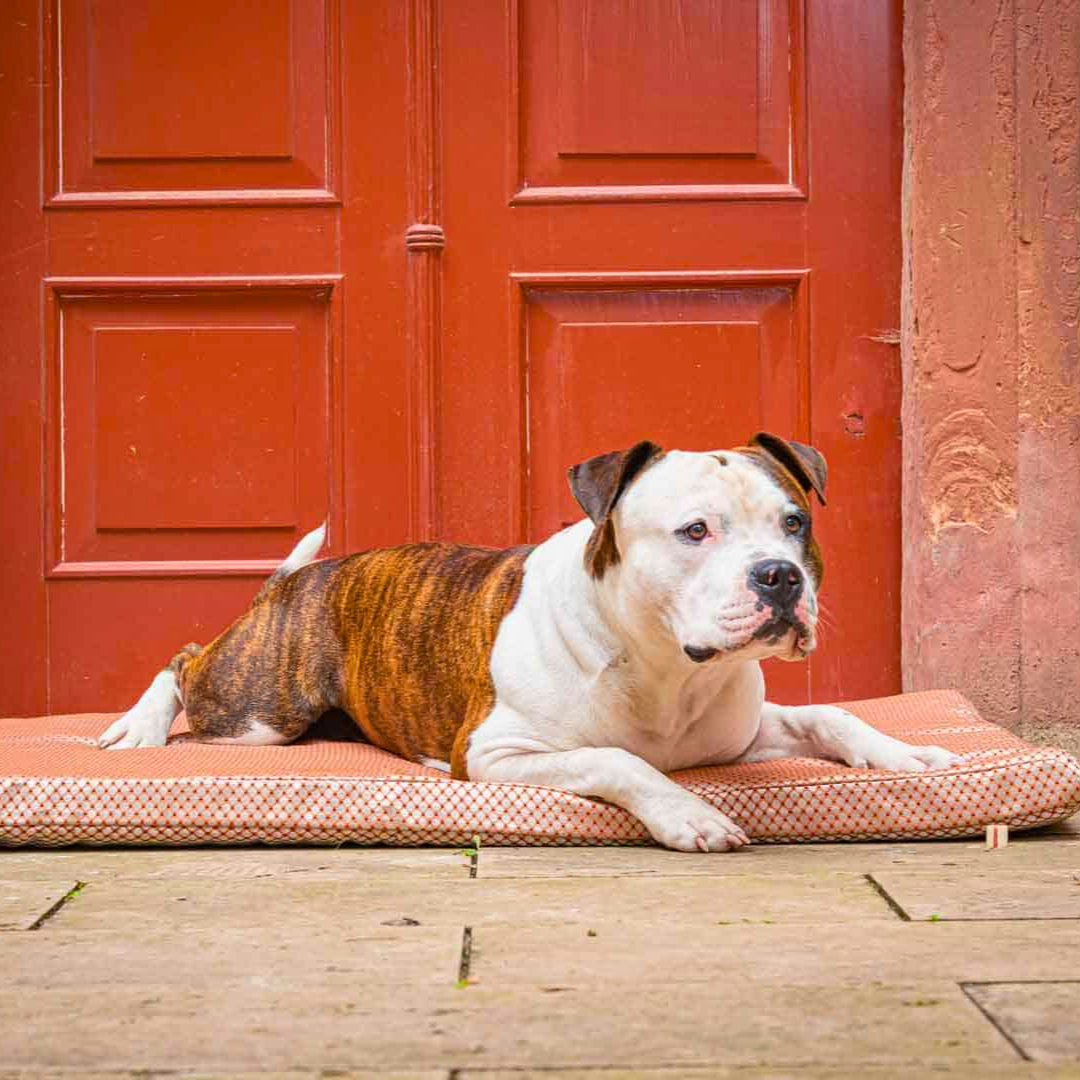 Orthopädische Hundematte CARA - Terracotta - Bild mit Hund