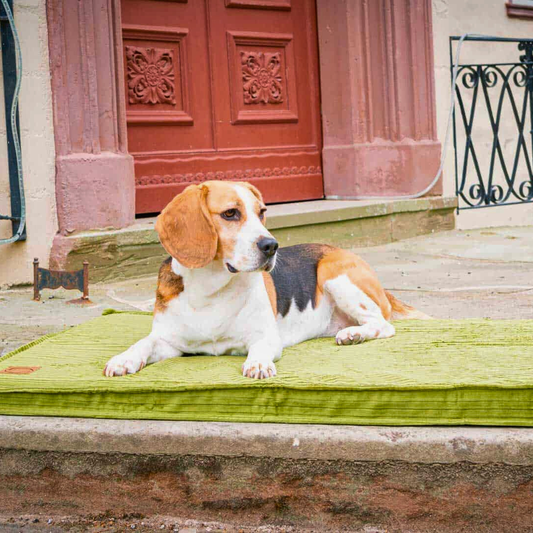 Bettenhaus Traumhund Orthopaedische Hundematten Boheme-Bio-Kabelcord Grasgrün