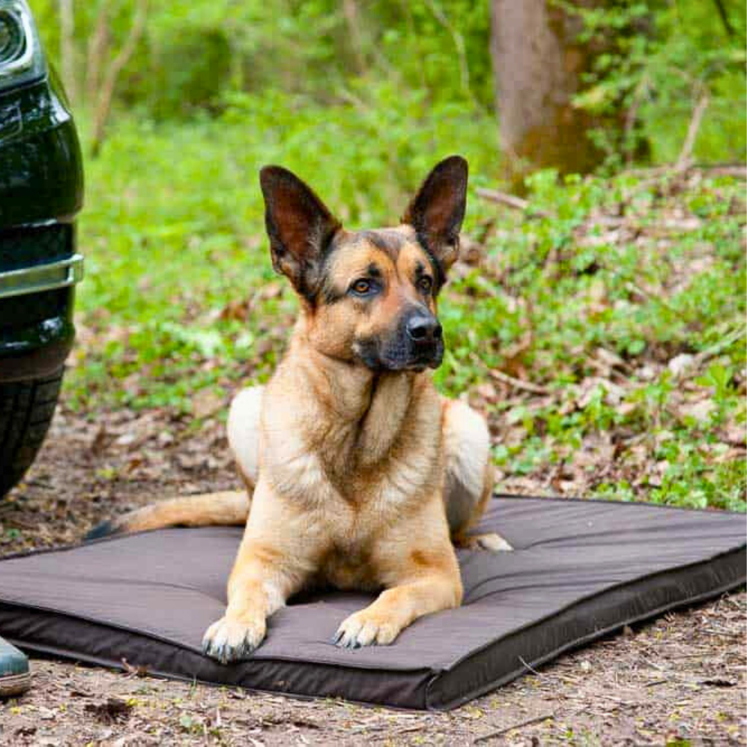 Bettenhaus Traumhund Orthopädische Hundematten Sealand Brownie