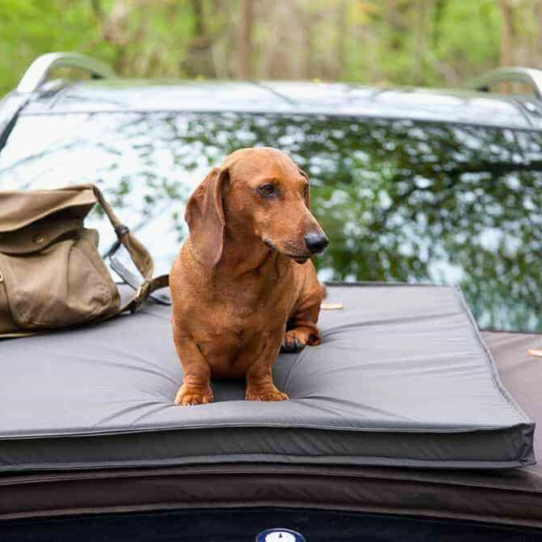 Bettenhaus Traumhund Orthopädische Hundematten Sealand Mouse