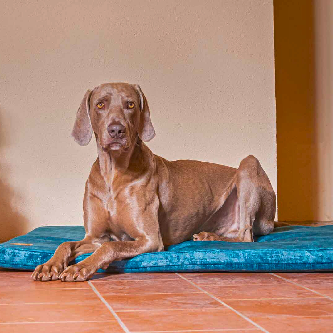 Orthopädische Hundematte - Vintage-Samt