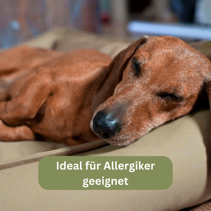 Bettenhaus Traumhund Orthopädisches Hundebett Organic 95 Schilf
