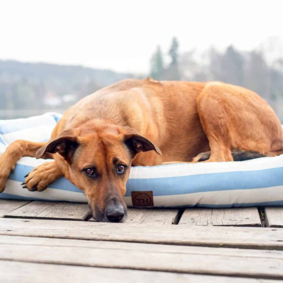 Bettenhaus Traumhund Produktbild für Seitenkissen zum Wechseln