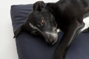Inkontinenzbezug orthopädisches Hundekissen von Traumhund