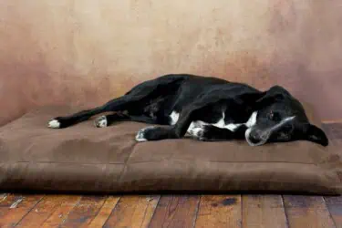 Orthopädisches Hundekissen Classic Mocca von Traumhund
