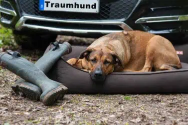 Orthopädisches Hundebett Sealand Brownie von Traumhund