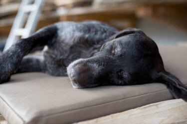 Orthopädische Hundematte Jagdlich Leder Murmeltier von Traumhund