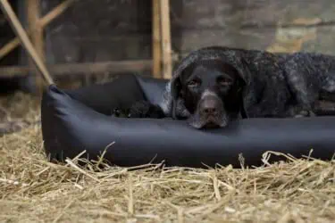 Orthopädisches Hundebett Jagdlich Leder Murmeltier von Traumhund