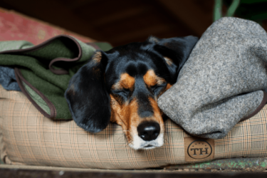 Jagddeckerl Loden von Traumhund