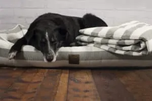 Orthopädisches Hundebett Sylt Grau-Weiß mit Hundedecke von Traumhund