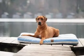 Bezug Orthopädiches Hundekissen Sylt Hellblau/Weiß