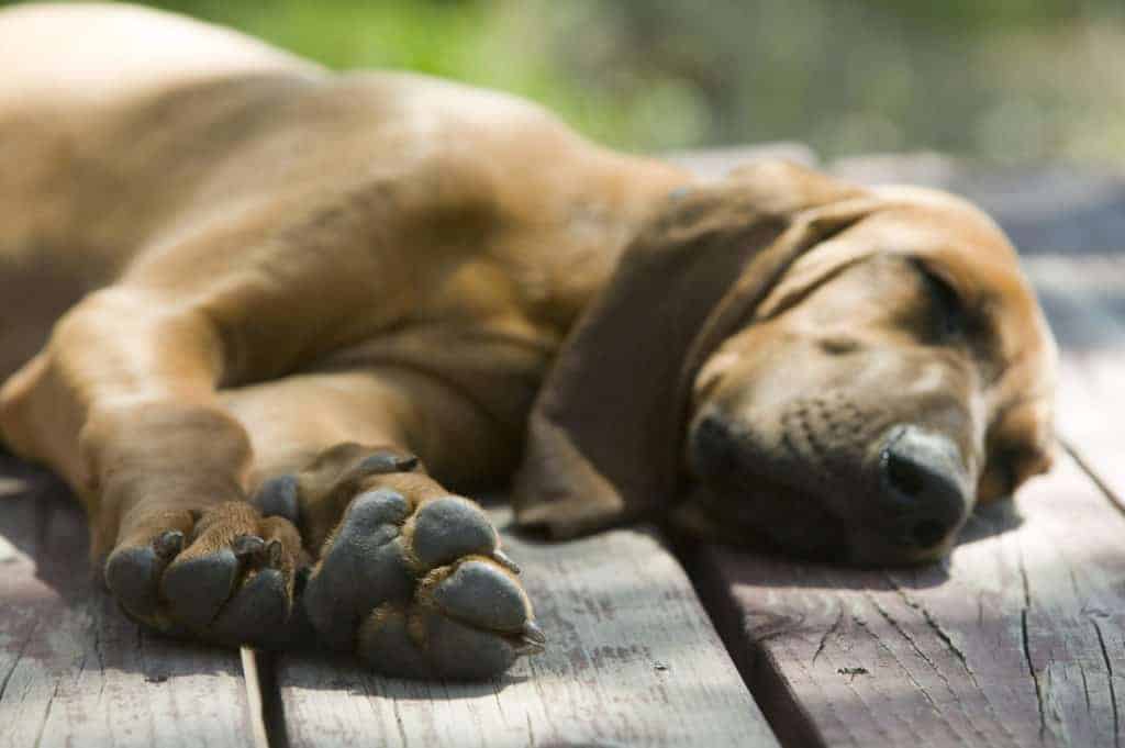 Spondylose beim Hund Hilft ein orthopädisches Hundebett?