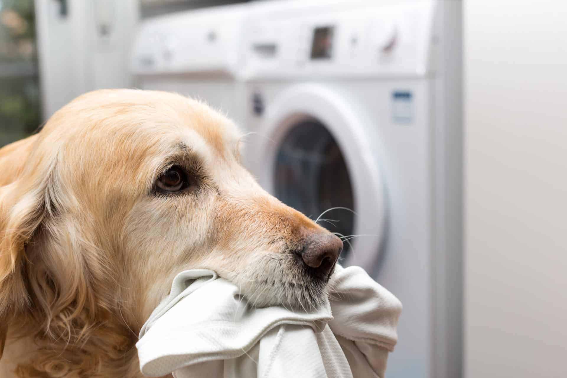 Hundebetten für Allergiker Keine Chance für Hausstaubmilben