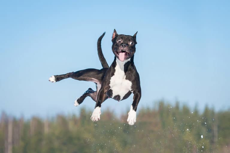 Arthrose beim Hund Schmerzlinderung durch Druckentlastung