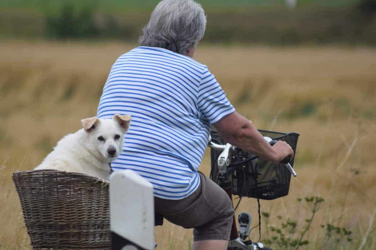 Hundemüde Bettenhaus Traumhund