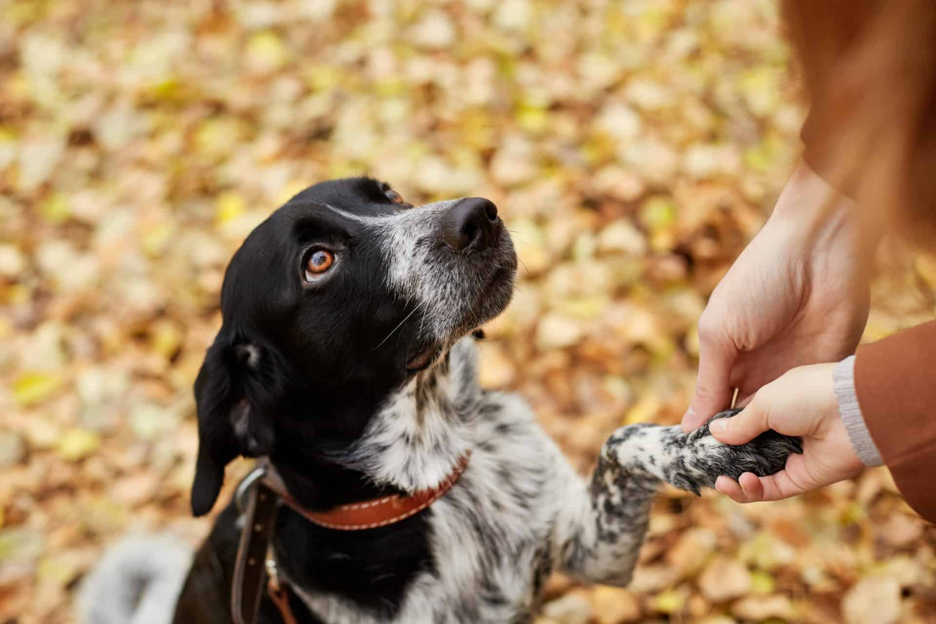 Das Ruhebedürfnis des Hundes Bis zu 18 Stunden am Tag