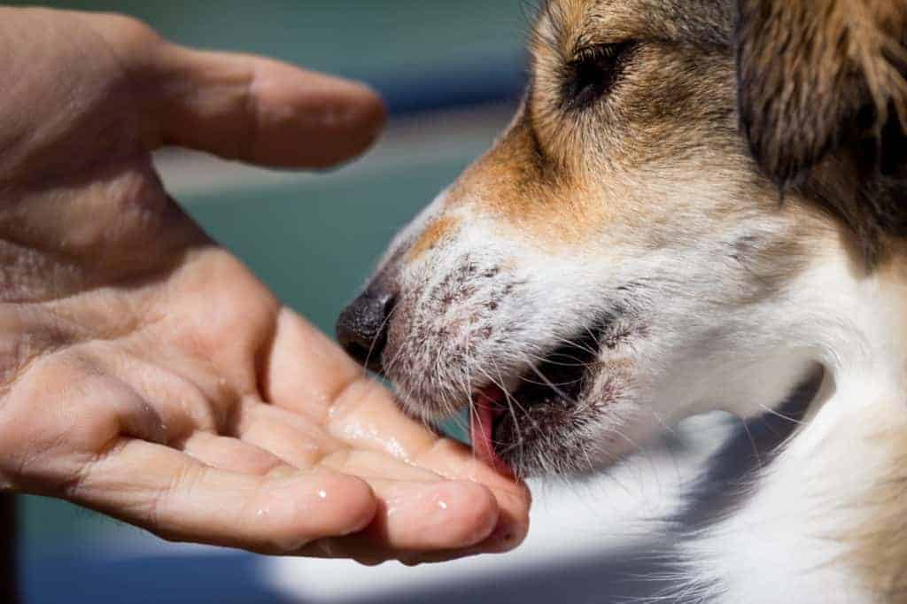 Hanf für Hunde Wirksame Hilfe bei chronischen Entzündungen