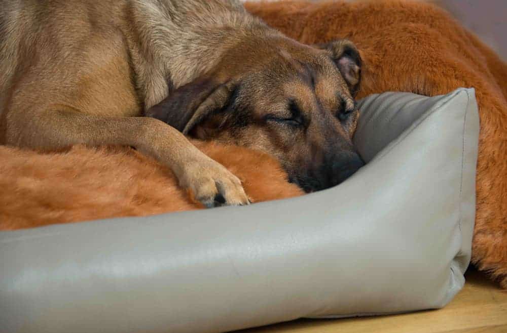 Die Schlafpositionen beim Hund verraten viel über seinen Charakter