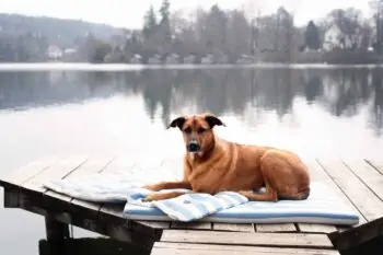 Bezug Orthopädische Hundematte Sylt Hellblau