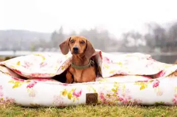 Orthopädisches Hundebett Rosenstolz von Traumhund mit Hundedecke und Dackel