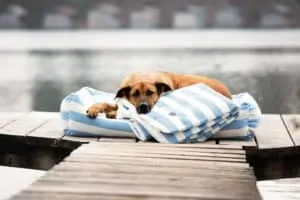 Orthopädisches Hundebett und Hundedecke Sylt Blau Weiß mit Ridgeback auf Steg am Wasser